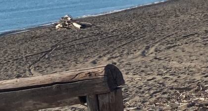 Two-room ground floor apartment with private fenced garden.