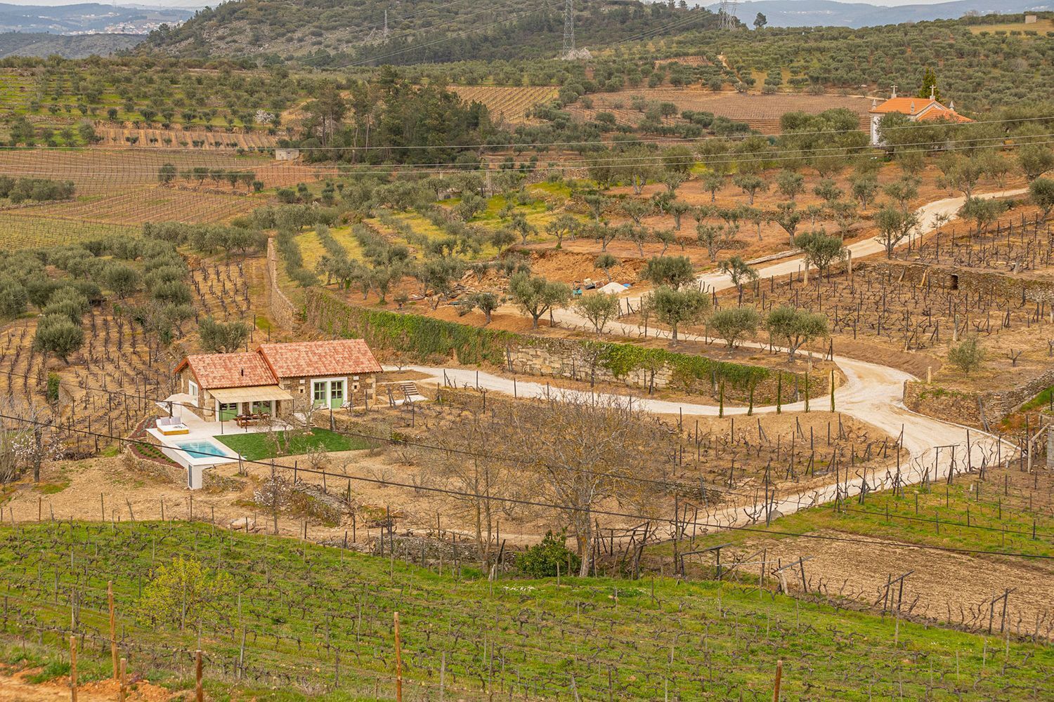 A vineyard with rows of grapevines, a small house with a red roof, and a clear view of the surrounding landscape.