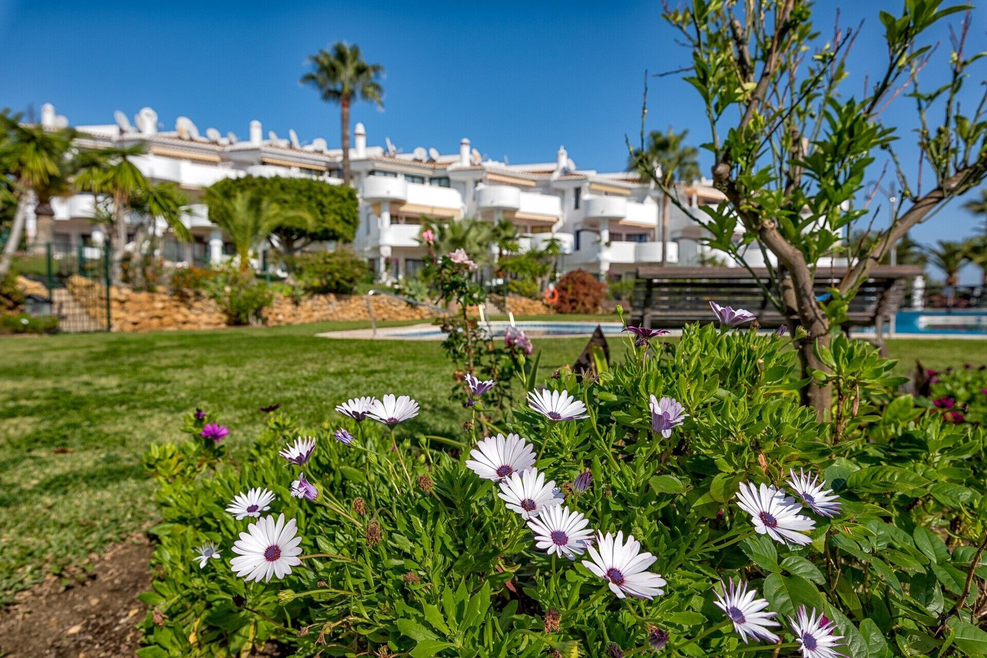 Ein Garten mit weißen und violetten Blumen im Vordergrund, ein Schwimmbecken im Hintergrund und eine Reihe weißer Gebäude mit Balkonen.