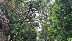 Een woonstraat met huizen, bomen en een tuin met bloemen.