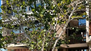 A courtyard with a wooden bench, a tree, and a building in the background. - BOHO Loft Steps from the Beach (Holbox)