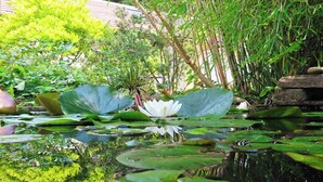 A pond with lily pads and a white water lily in the center, surrounded by lush greenery. - Walnut Farm, Kingscote, Cotswolds - Unique farm stay (Kingscote)