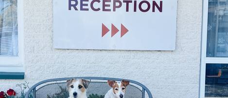 Señal de BINGS MOTEL con una zona de recepción y dos perros sentados en un banco.