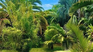 A lush garden with various tropical plants and palm trees. - Kaz Lorizon (Entre-Deux)