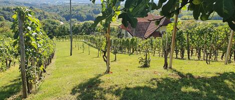A vineyard with rows of grapevines and a building with a red roof.