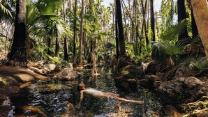 A natural pool surrounded by tall palm trees and rocks. - El Questro - Homestead (Durack)