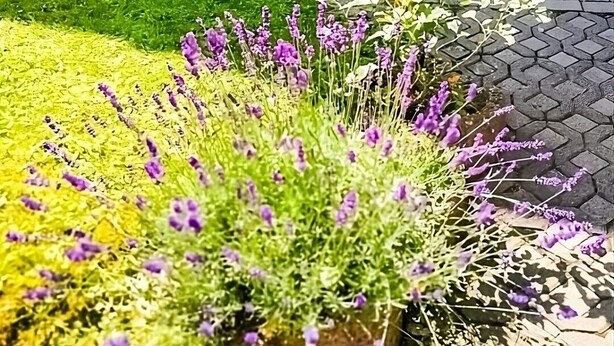 A well-maintained garden with a variety of flowers and shrubs, a wooden door, and a paved entrance. - Apartment Ilona – Modern & Cozy Stay Just 5 Minutes from the Fashion Outlet (Zweibrücken)