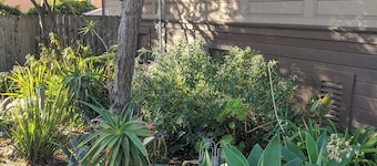 1BR in perfect Berkeley location -- patio & yard!