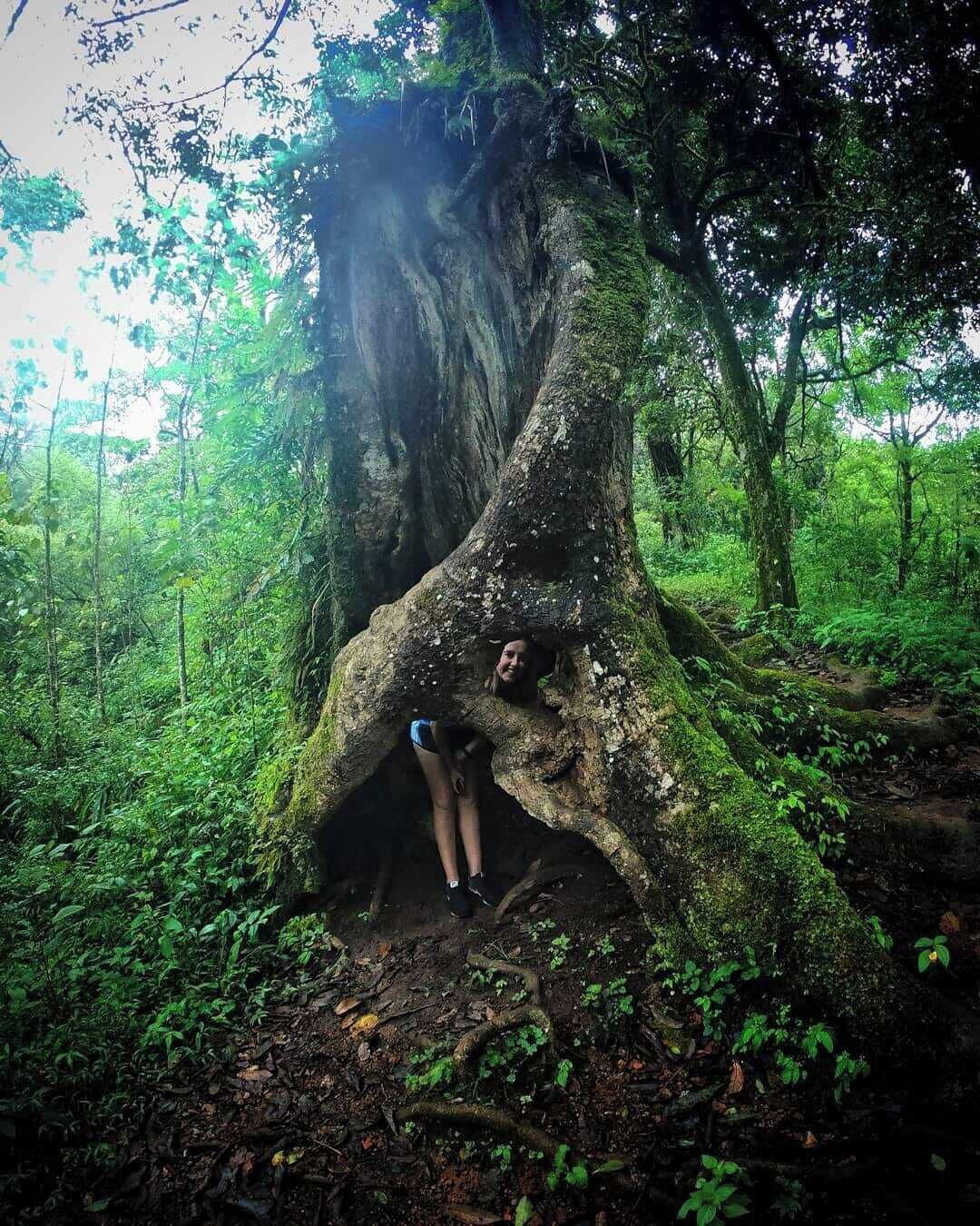 Ein großer Baum mit einer hohlen Stamm in einem Wald.