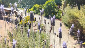 A garden with lavender plants and various other greenery.