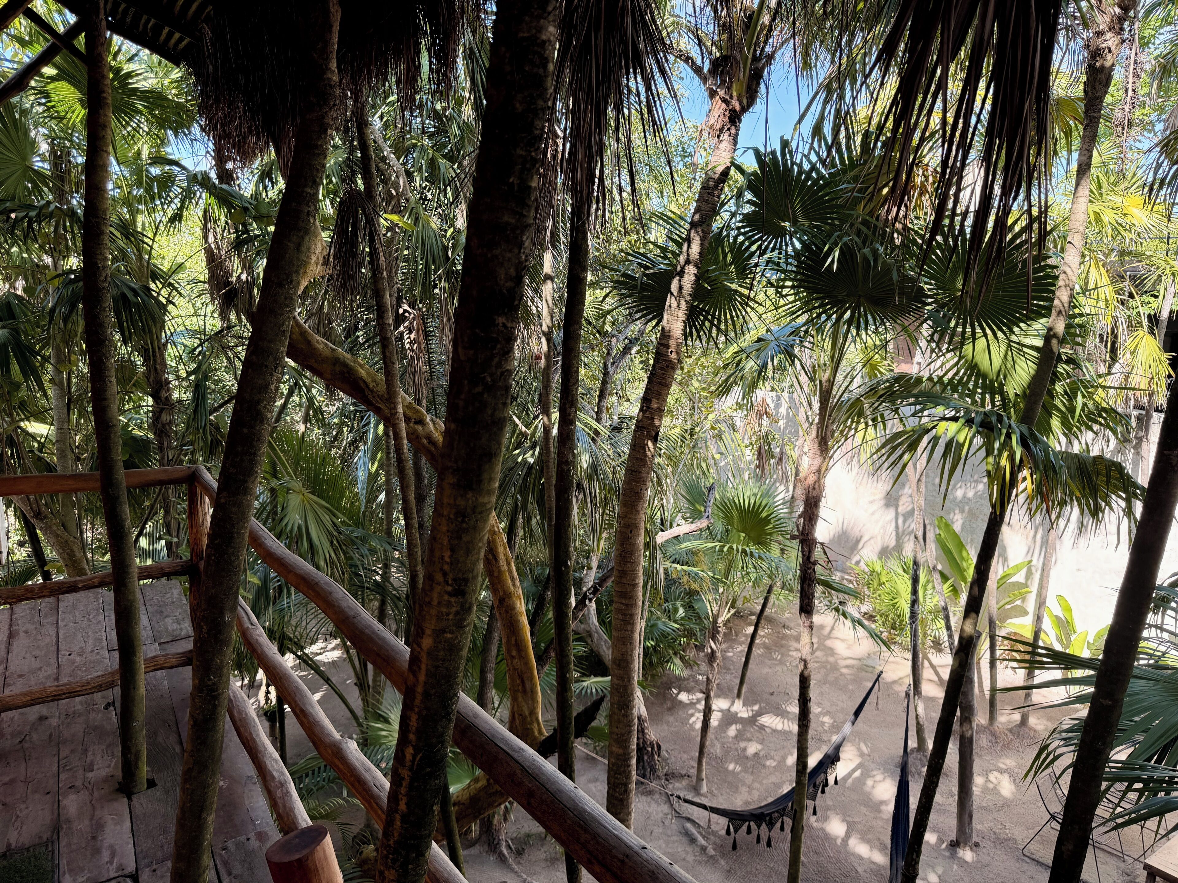 A wooden deck surrounded by palm trees and a hammock.