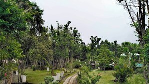 A garden with a winding stone path, various trees, and potted plants.