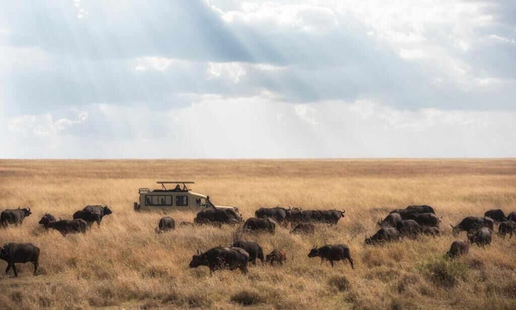 Un campo extenso con una manada de bisontes y un vehículo a lo lejos.