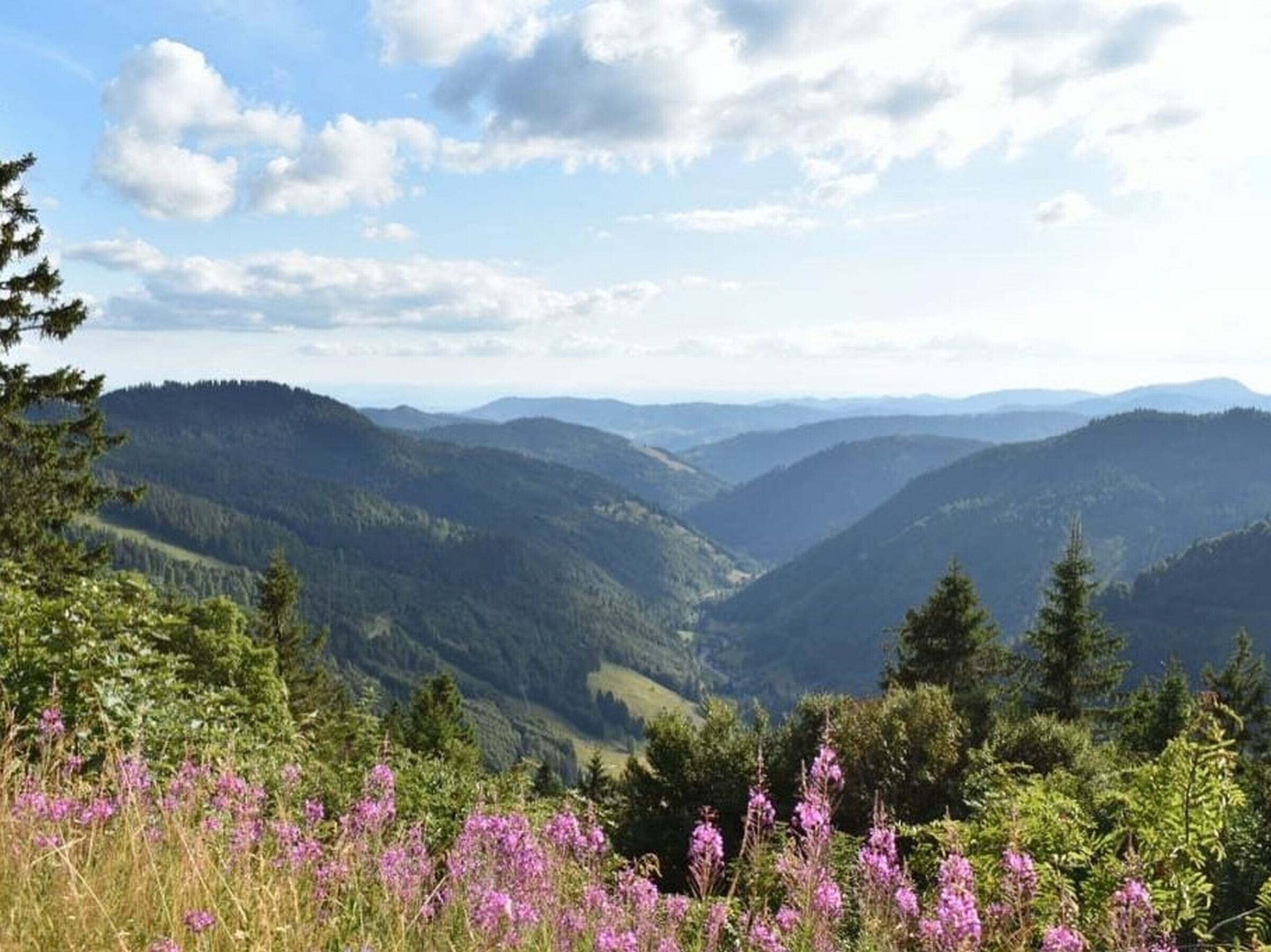A mountainous landscape with dense forests and wildflowers.