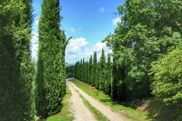 Un sentier de gravier bordé de grands arbres à feuilles persistantes, qui traverse un paysage verdoyant et luxuriant.