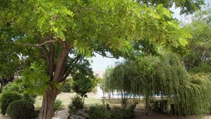 Un jardín con un gran árbol, un sauce llorón y diversas arbustos.