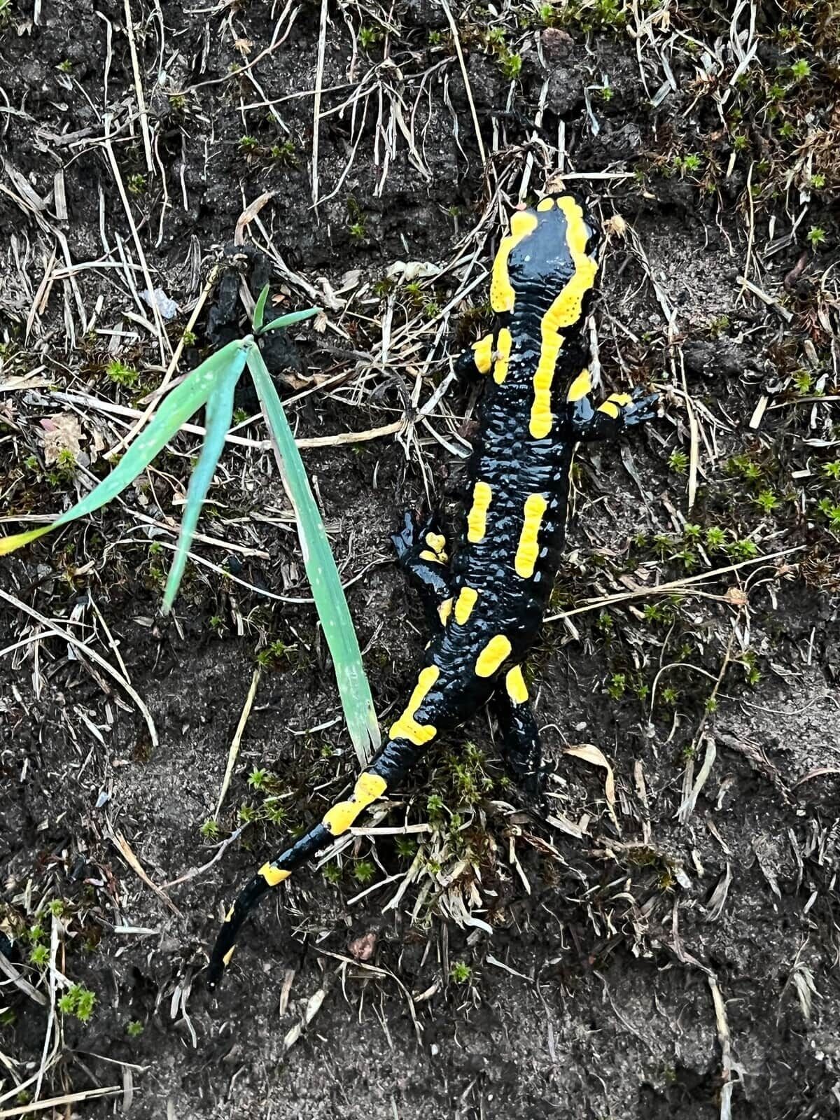 A lizard on the ground.