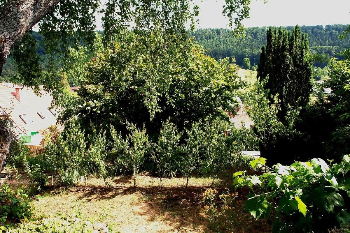 A tree-lined outdoor area with a view of a distant building.