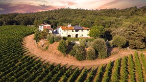 Un vignoble avec des rangées de vignes et un bâtiment dont le toit est recouvert de tuiles rouges, le tout entouré d’arbres.