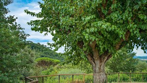 Un grand arbre se dresse dans un parc délimité par une clôture, avec une pelouse au premier plan et un paysage vallonné en arrière-plan.