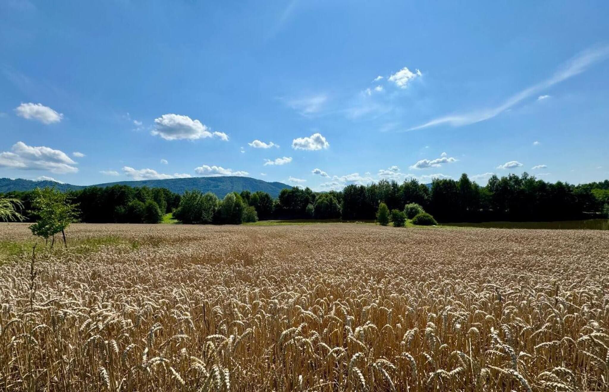 A field of mature wheat with a clear sky and distant mountains.