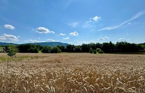 A field of mature wheat with a clear sky and distant mountains. - Enchanted Hill House of the Beskids (Porabka)