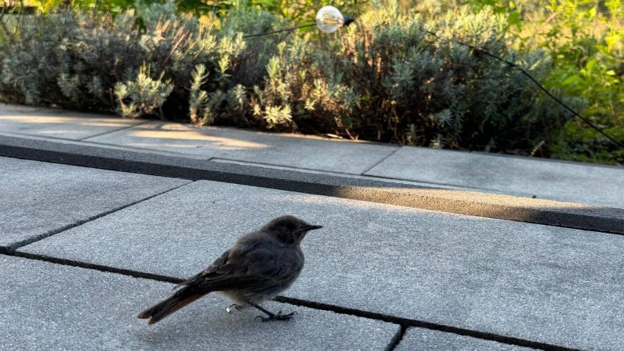 Een vogel op een betonvlak met een wazige achtergrond van groen en een hangende lamp.