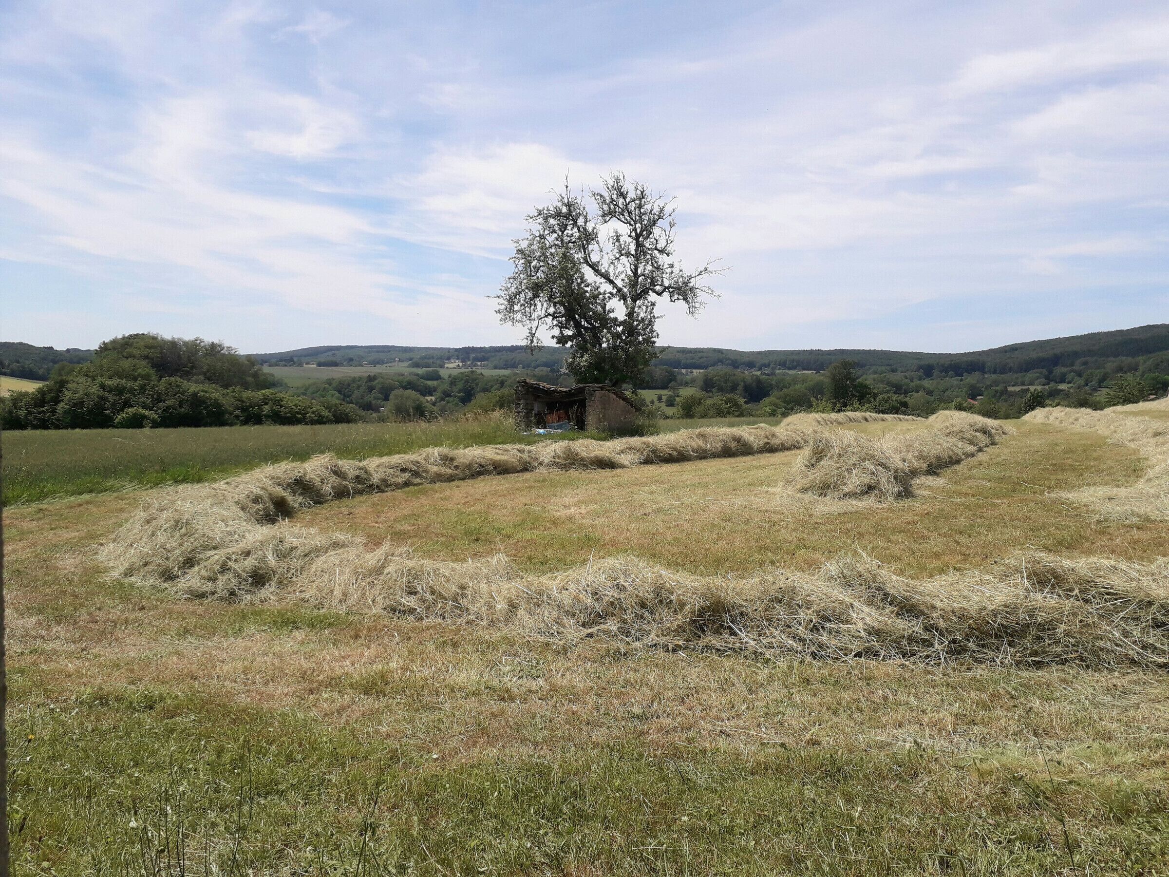 A rural landscape with a solitary tree and hay bales.