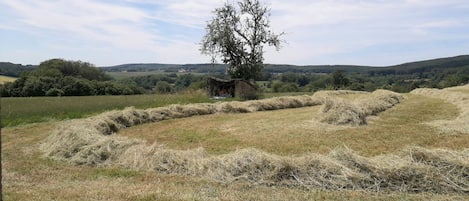 A rural landscape with a solitary tree and hay bales.