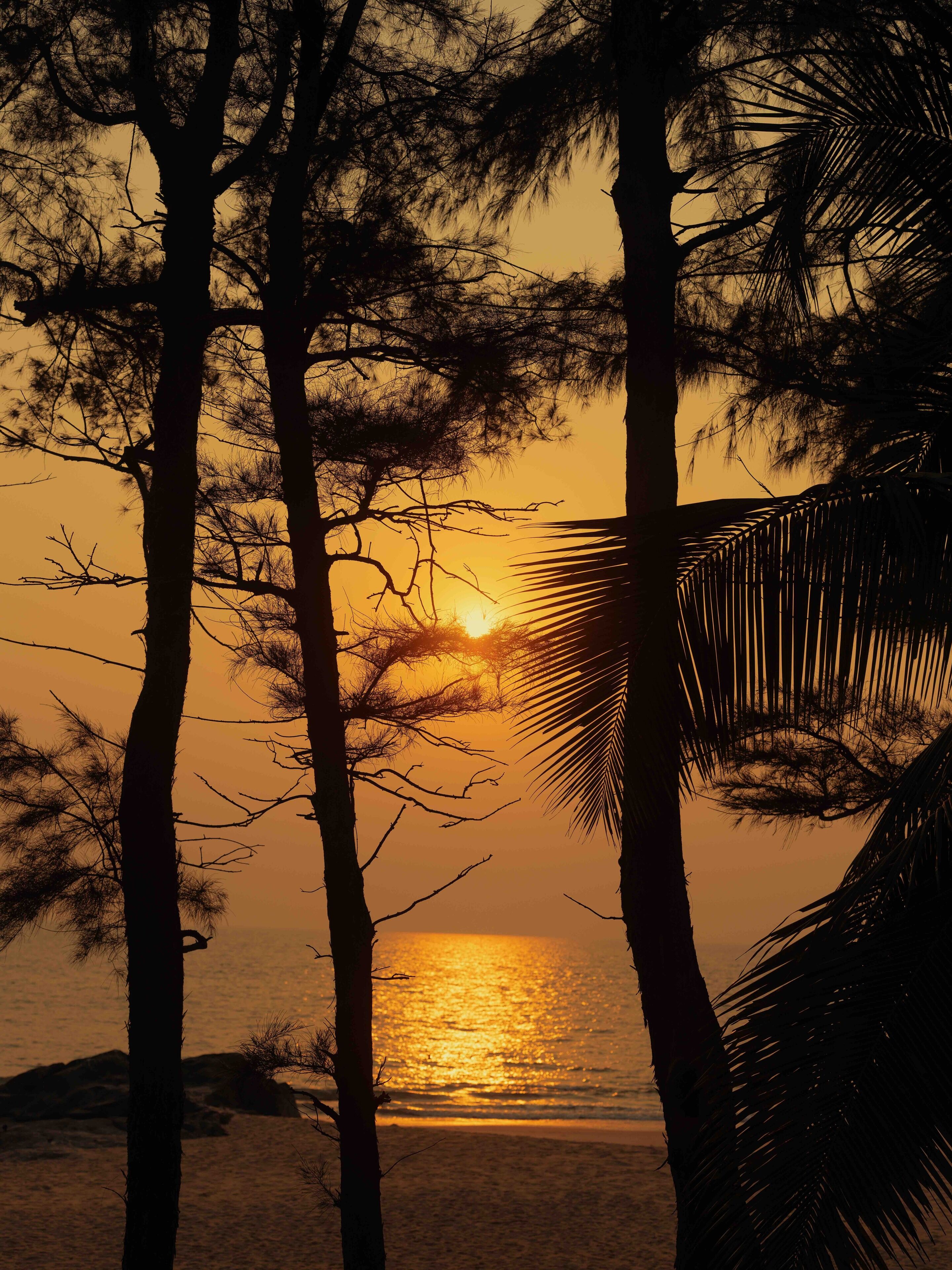 A beach scene with trees and a sunset.