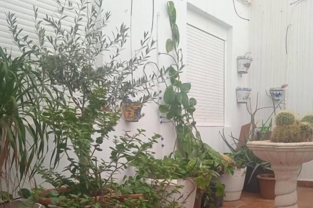 Una planta en una maceta blanca, una maceta negra y una maceta blanca, con una planta en un patio con baldosas.