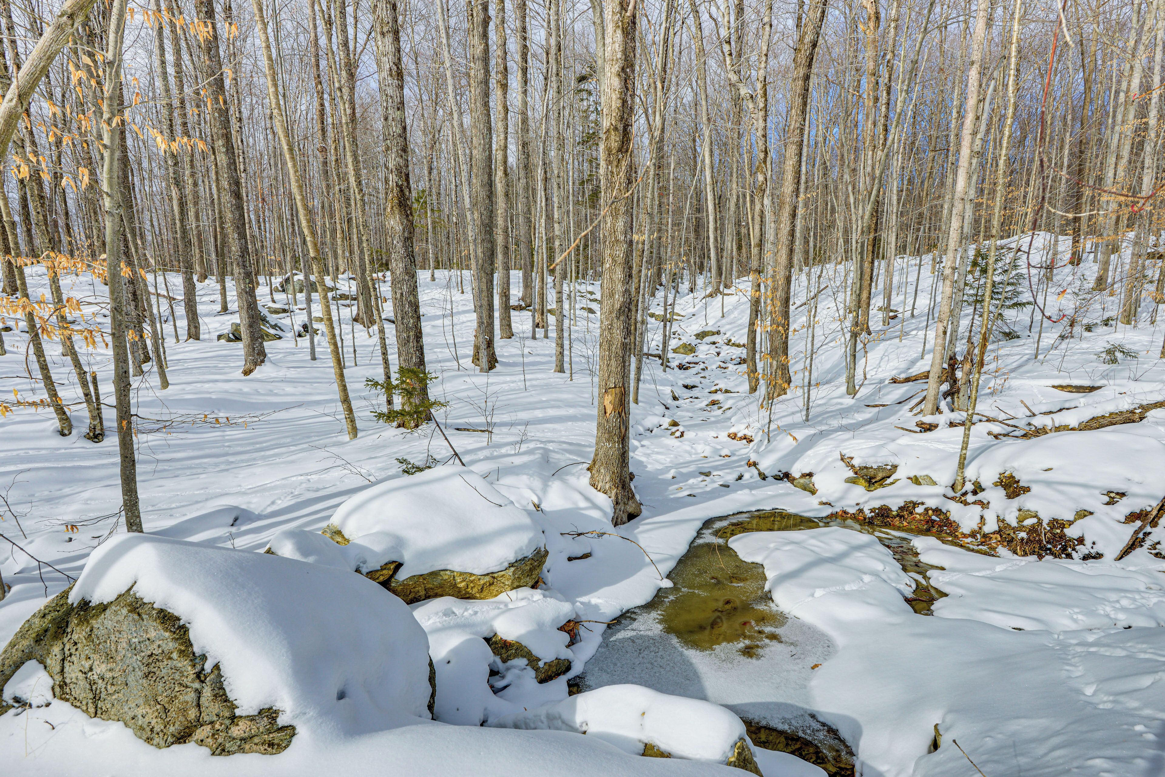 A snowy forest with bare trees and a stream.
