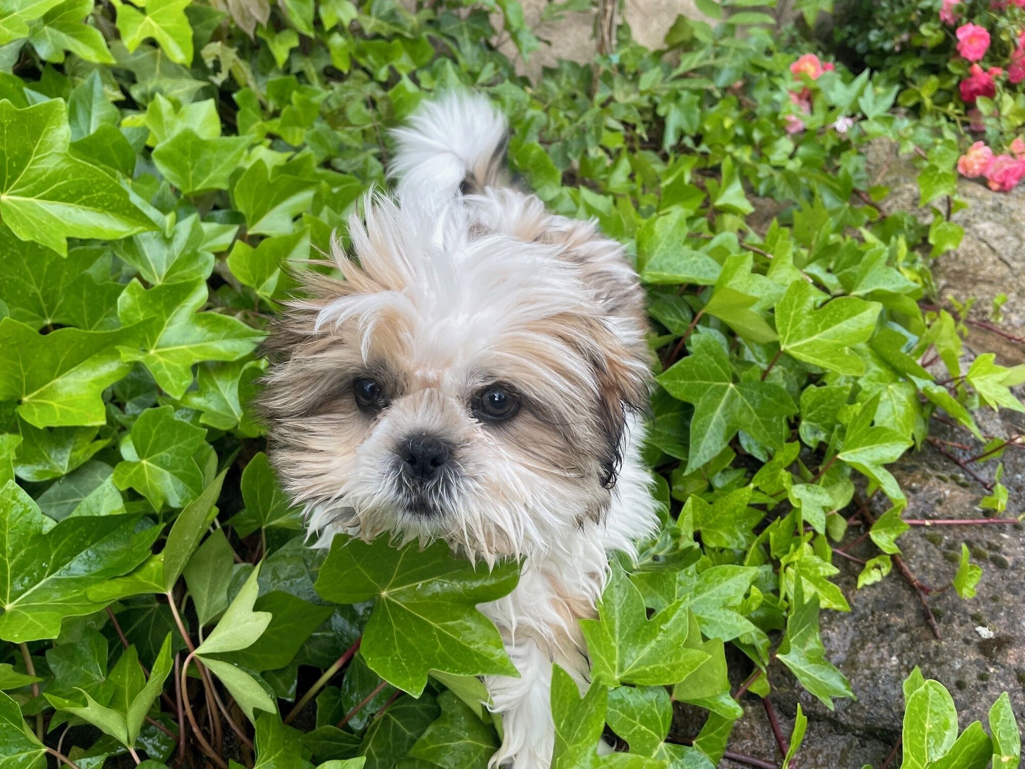Un perro pequeño rodeado de follaje verde.