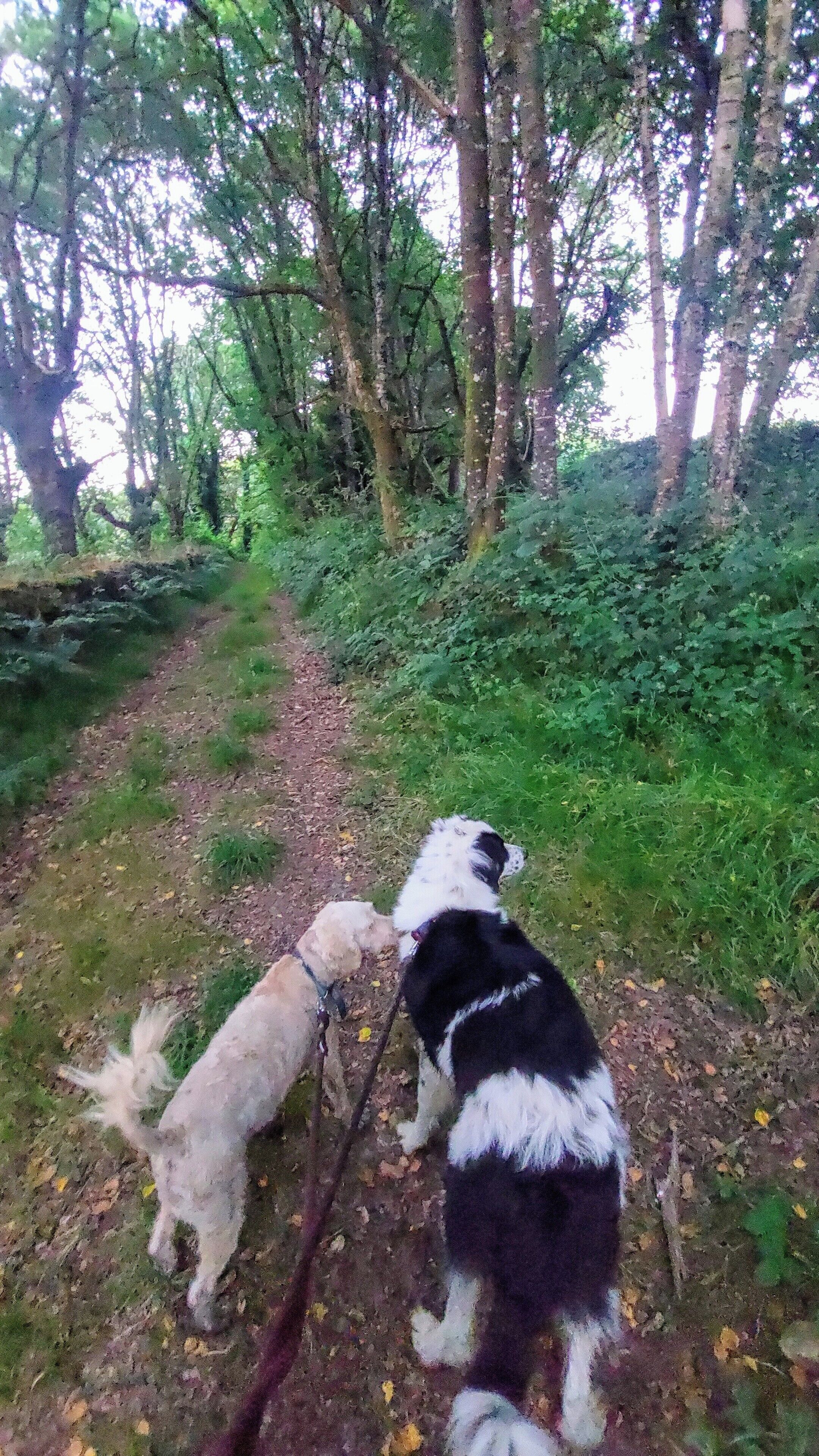 Dos perros con correa caminando por un sendero de tierra rodeado de árboles.