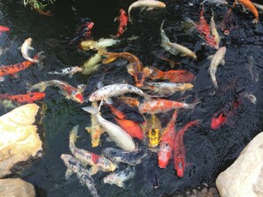 A koi pond with variously colored koi fish swimming among rocks. - Laletsa Lodge (Durban)
