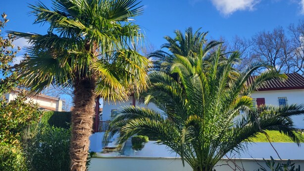 A well-maintained garden with palm trees and a white building in the background. - A relaxing break in the heart of the Basque Country (Ascain)