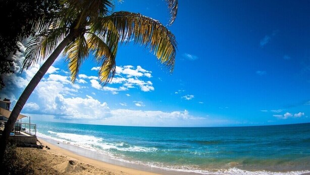 A beach with clear blue water, a sandy shore, and a palm tree. - Steps to Beach/Pool & Jacuzzi/Wave Coast Suite 8! (Rincon)