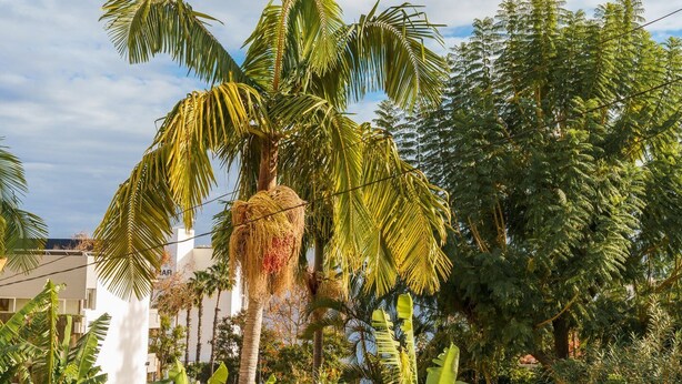 Un jardín tropical con palmeras y diversas otras plantas.