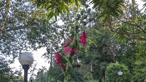Un jardín con una fuente de piedra, un farol y diferentes plantas.