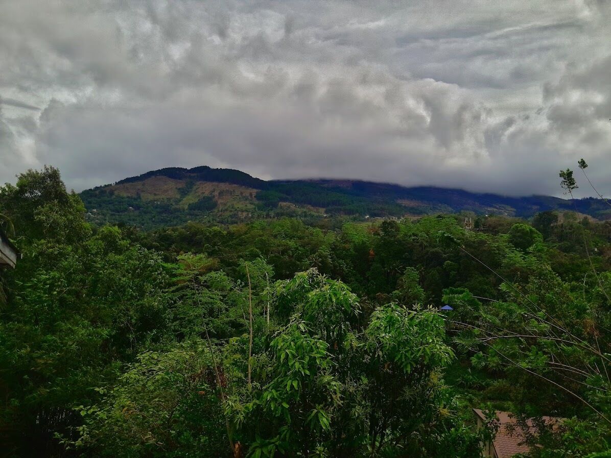 A lush green landscape with dense foliage and a mountain range in the distance.