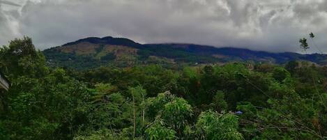 A lush green landscape with dense foliage and a mountain range in the distance.
