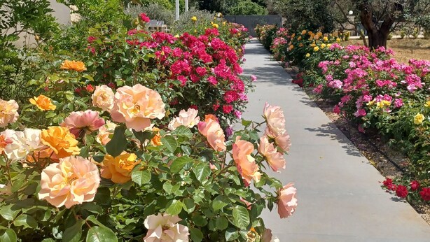 Ein Weg, gesäumt von leuchtend roten Rosen in verschiedenen Farben, der zu einer weißen Pergola führt.