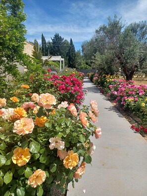 Ein Weg, gesäumt von leuchtend roten Rosen in verschiedenen Farben, der zu einer weißen Pergola führt.