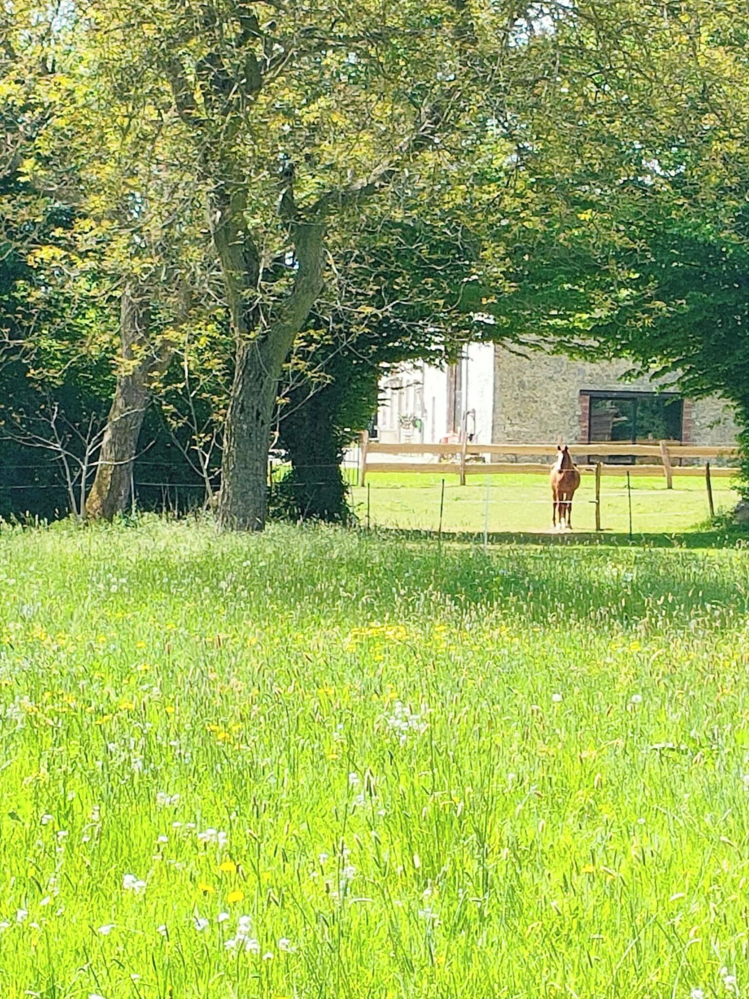 A horse in a grassy field with trees and a building in the background.