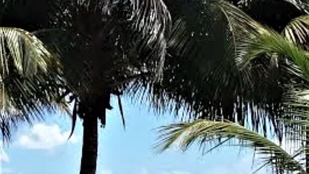 A tropical beach scene with palm trees and a view of the ocean.