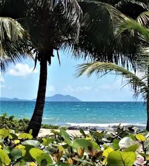 A tropical beach scene with palm trees and a view of the ocean.