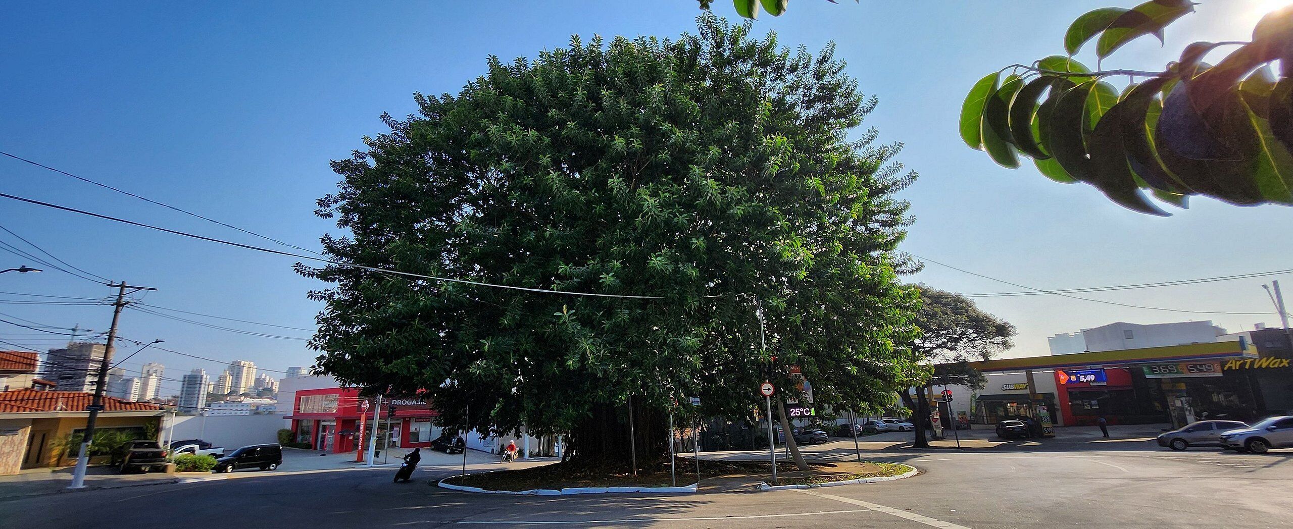 Un grand arbre se dresse au milieu d’une rue, avec des immeubles et un restaurant Subway en arrière-plan.