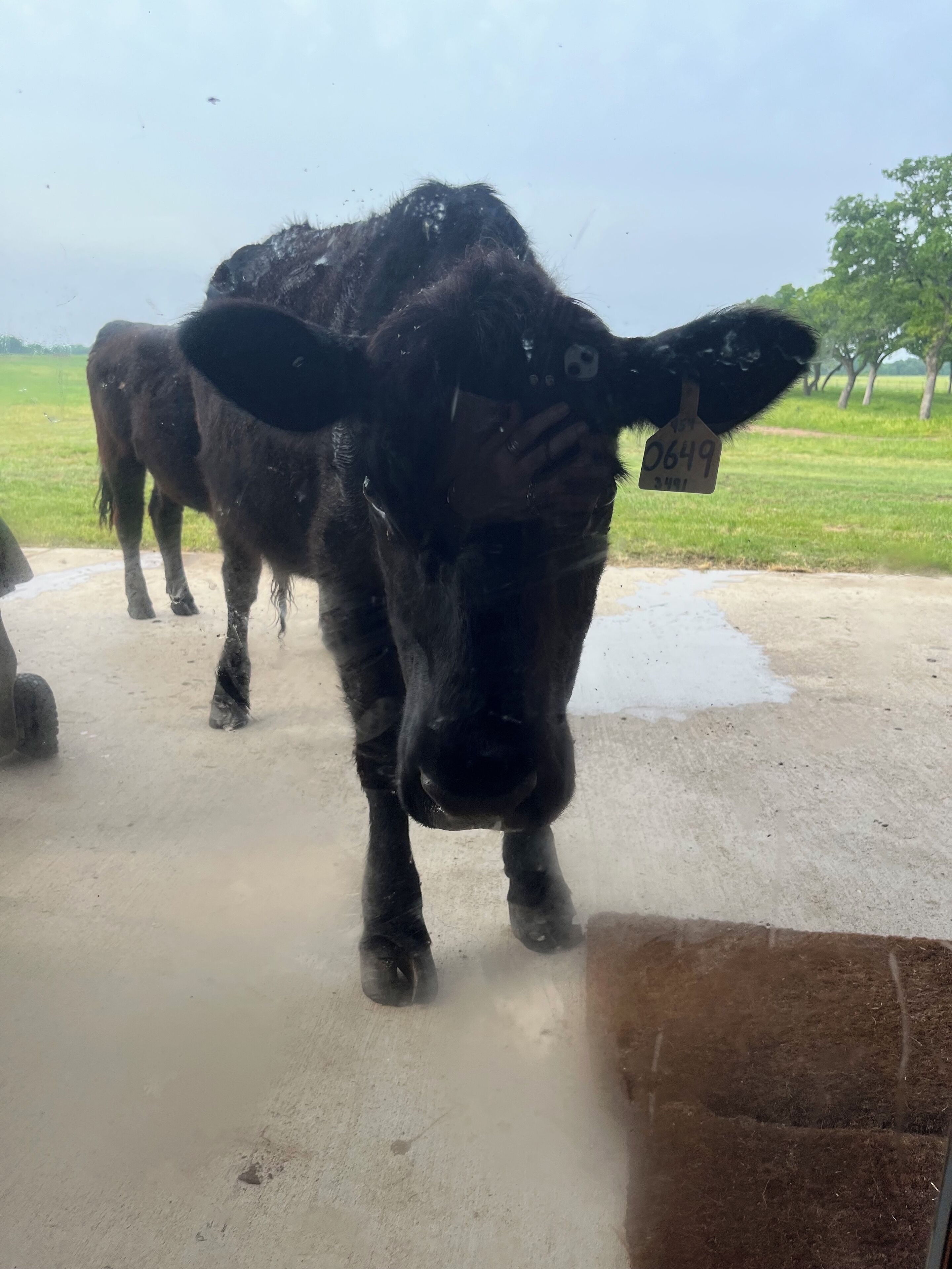 A cow with a tag in a muddy outdoor area.