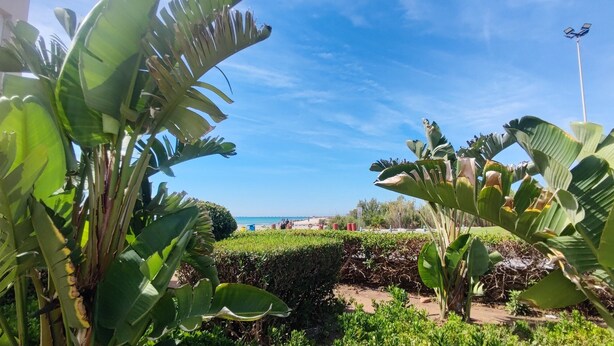 A garden with large banana plants and a clear blue sky.