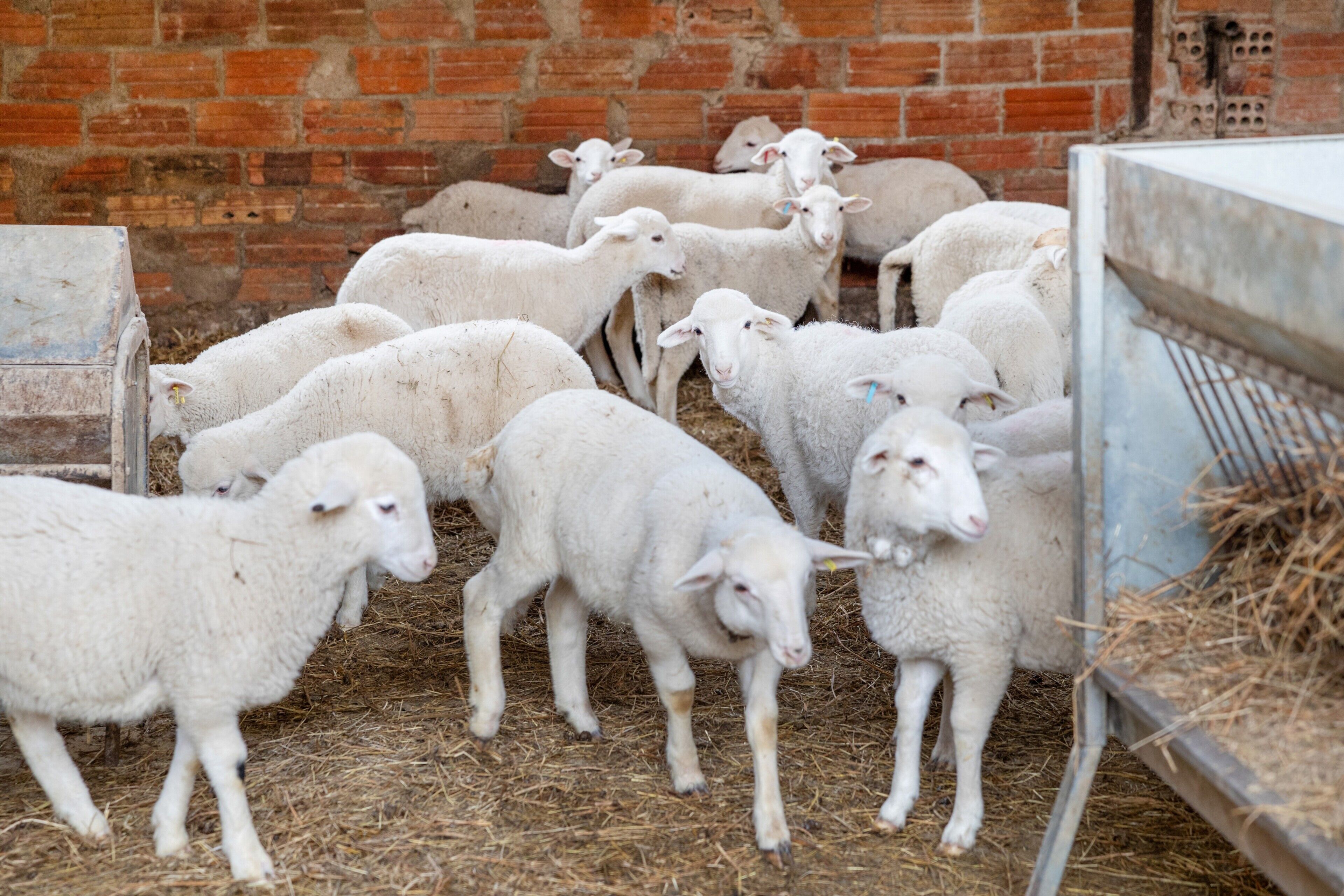 A group of white sheep in a pen with a brick wall and metal feeding troughs.